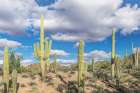 Arizona, Saguaro National Park. Sonoran Desert Art Print